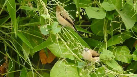 Small Bird Stock Footage 84045613