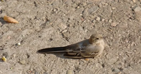 A small bird Stock Footage 133723242