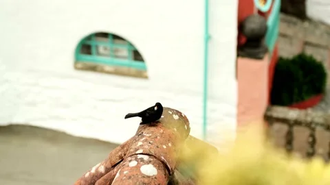 Small Bird Видео 200977574