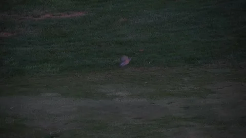 Small Bird Stock Footage 274113509