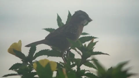 Small Bird Video stock 312820094
