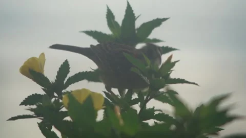 Small Bird Video stock 312820133
