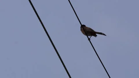 Small Bird Video stock 340655499