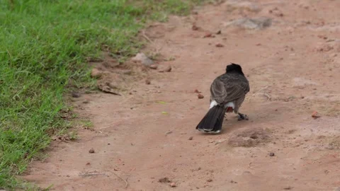Small Bird 스톡 동영상 340748529