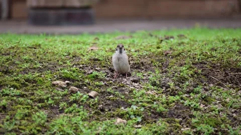 Small bird forages among grass and moss near urban background 動画素材 338010382
