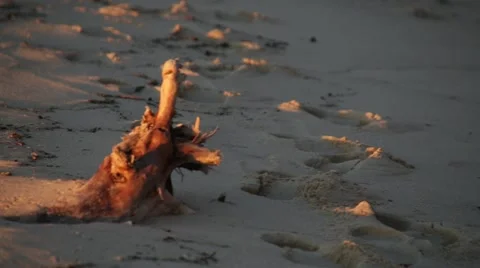 Small bird foraging on the beach Stock Footage 46063000
