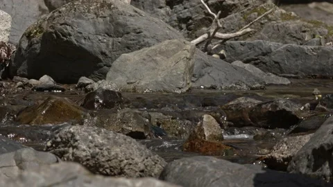 Small bird foraging for food Stock Footage 180296147