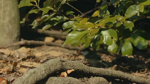 Small bird foraging in the undergrowth Stock Footage 149017460