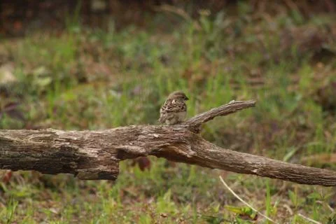 Small Bird in the Forest Stock Photos