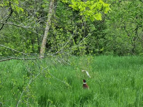 Small Bird In The Forest Stock Photos