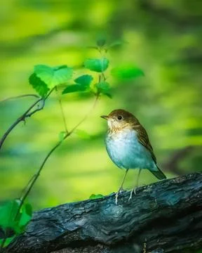 Small Bird in Forest Setting. Foto stock