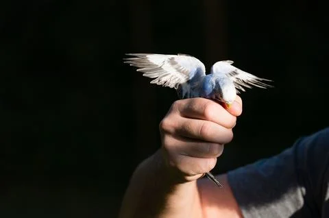 Small bird gently held in a hand, wings outstretched. Stock Photos