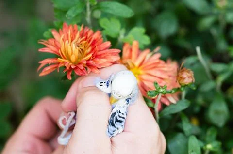 Small bird gently held in hand, surrounded by orange flowers. Stock Photos