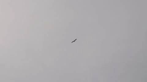 Small bird gliding high in pale gray overcast sky with bright sun glare Stock Footage 347022155