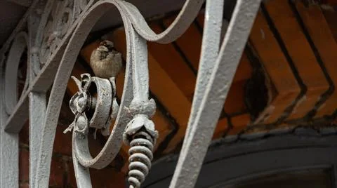 A small bird is gracefully perched upon a wrought iron railing Stock Photos