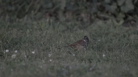 Small bird in grass - slow-motion Stock Footage 48917556