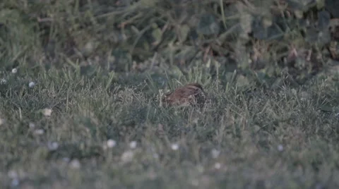 Small bird in grass - slow motion Stock Footage 48917573