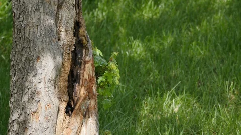Small Bird (Great Tits - Parus Major) Nest in a Tree Trunk Stock Footage 128941706