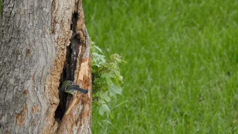 Small Bird (Great Tits - Parus Major) Nest Tree Trunk in a Woodland in Spring Stock Footage 128941826