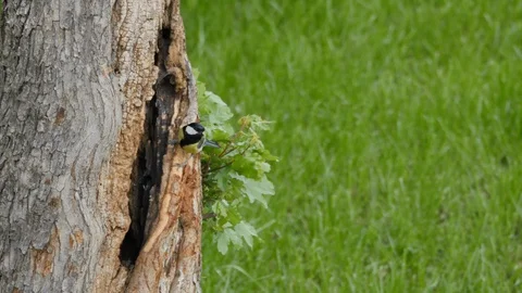 Small Bird (Great Tits - Parus Major) Nest in a Tree Trunk in Spring Stock Footage 128941873
