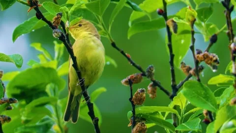  Small Bird on Green Branch Stock Footage 323141513