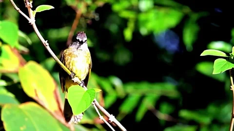 Small Bird in Green Leaves Stock Footage 323143394