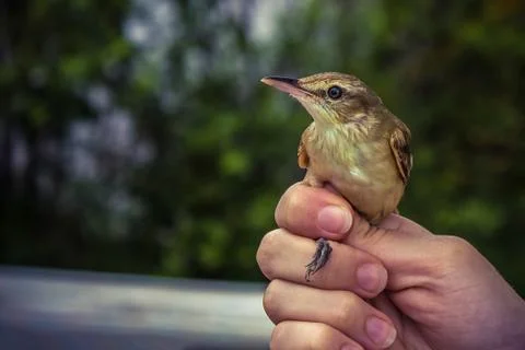 A small bird in the hands. Stock Photos