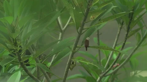 A small bird hanging on a tree branch 4k 30fps Stock-Footage 131810362
