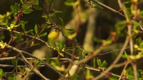  Small Bird Hidden in Leaves Stock Footage 323146230