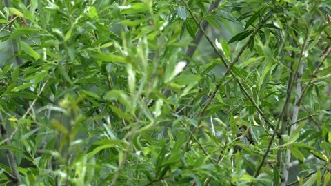 Small Bird Hiding and Flying in Willow Tree - 4K Wildlife Slow Motion Shot Stock-Footage 336623841