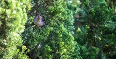 Small Bird hiding in tree Stock-Fotos
