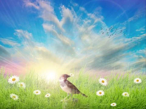 A small bird, holding a chamomile in its beak Stock Illustration
