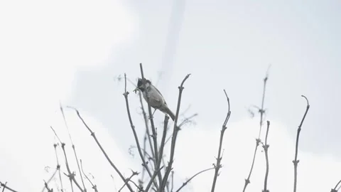 Small bird holding nesting material in its beak perching on a leafless branch Vídeo Stock 339044390