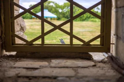 A small bird holds nesting material in its beak. Stock Photos