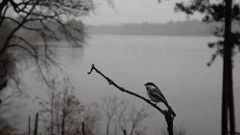 Small bird hops down from a branch. Video stock 94744592
