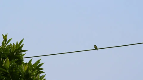 SMALL BIRD HUNTING Stock Footage 28840070