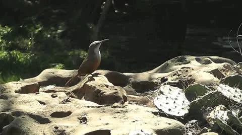 Small Bird I Stock Footage 22211188