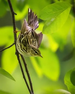 A small bird with intricate feather patterns clings to a slender branch, 스톡 사진
