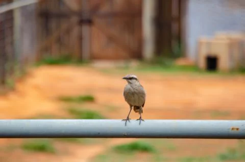 Small bird in an iron pipe Stock Photos