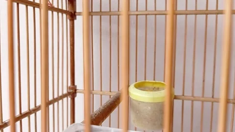 Small bird on its cage Stock Footage 146254882