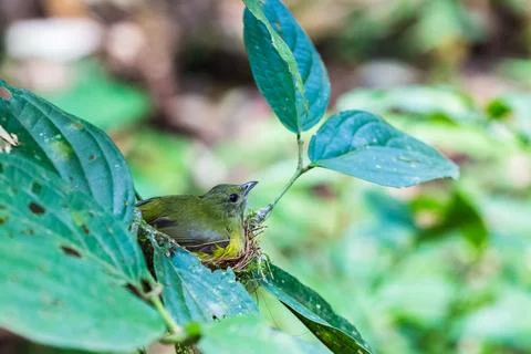 Small bird on its nest Stock Photos