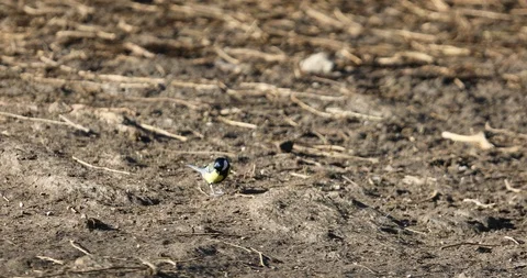 A small bird is jumping on the ground Vidéo 123075584