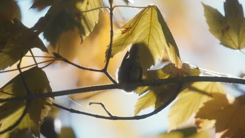 Small bird jumping on a maple tree branch in fall Stock Footage 337736368