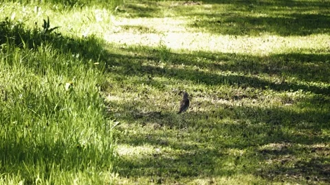 A small bird jumps on the grass in the sunlight. Stock Footage 310872965