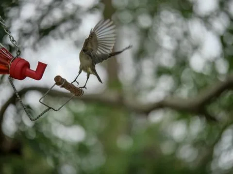 Small bird landing. Stock Photos