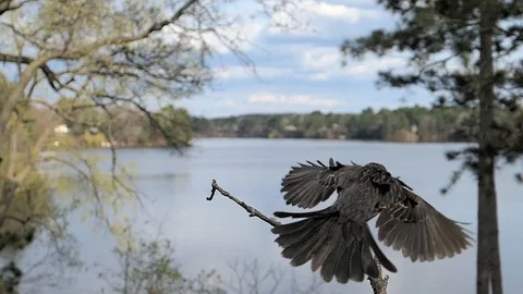 A small bird lands on a stick in front of a lake. Video stock 98117234
