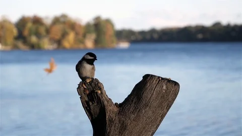 Small bird lands on a stump to get some nuts. Video stock 123445846