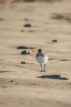 Small bird in large world Stock Photos
