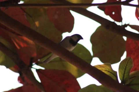 A small bird with a leaf to camouflage. Stock Photos