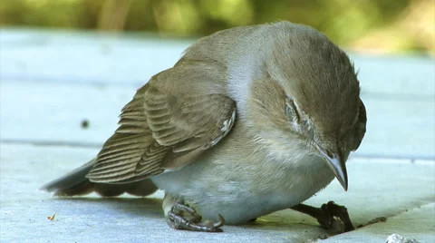 Small bird - Lesser whitethroat - regaining consciousness after hitting a window Stock Footage 64717183